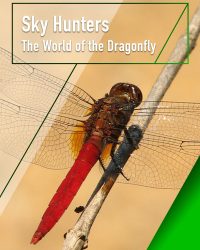 Sky Hunters – The World of Dragonfly